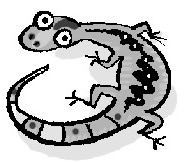 选项